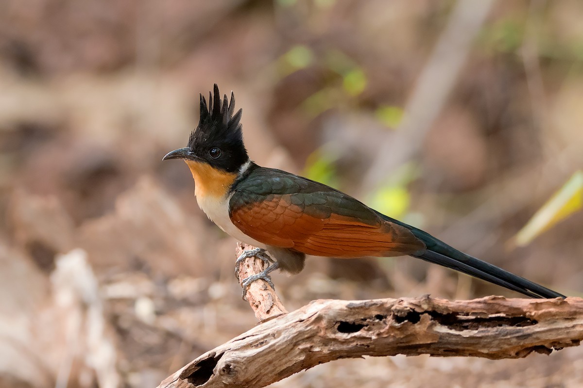 Chestnut-winged Cuckoo - ML234810451