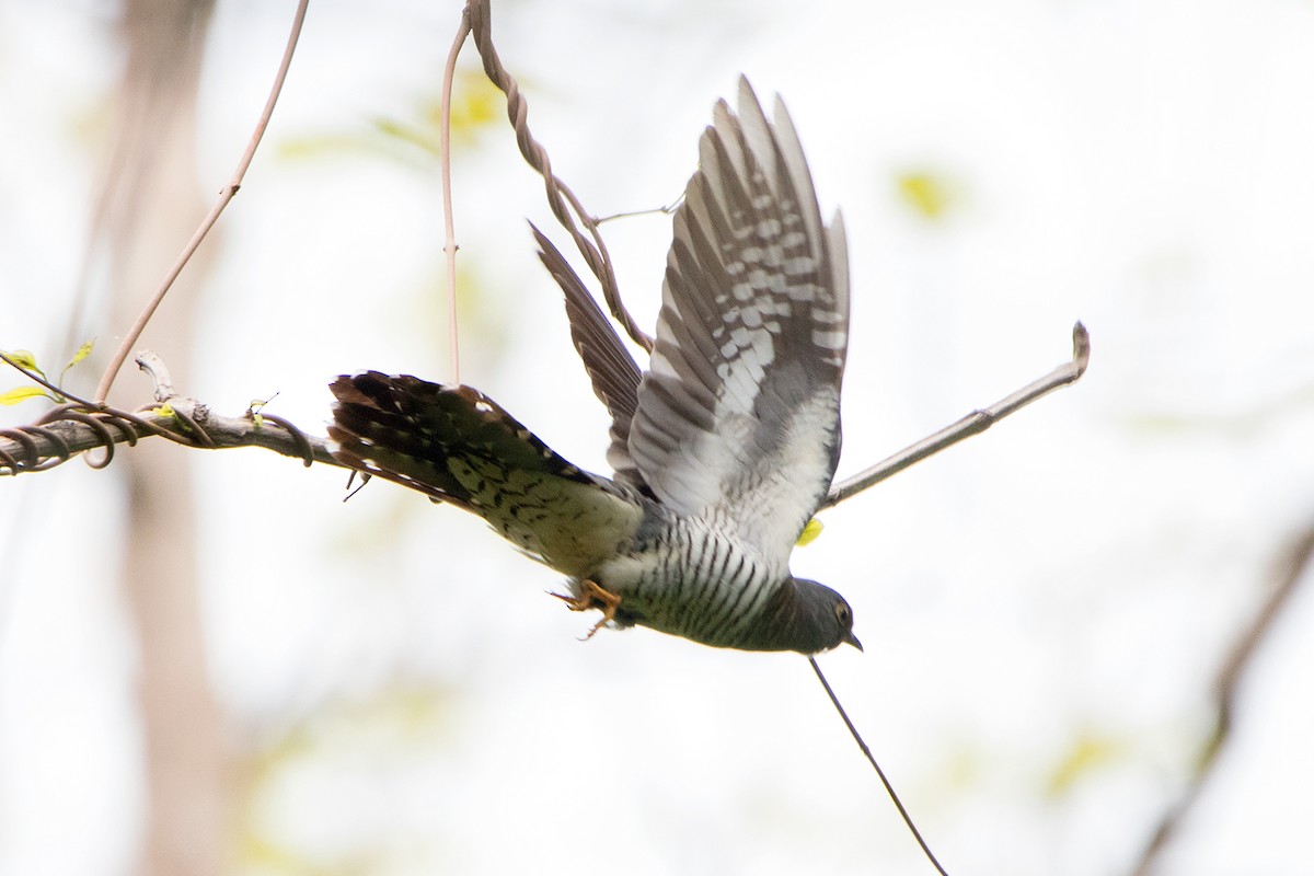 Lesser Cuckoo - ML234810861