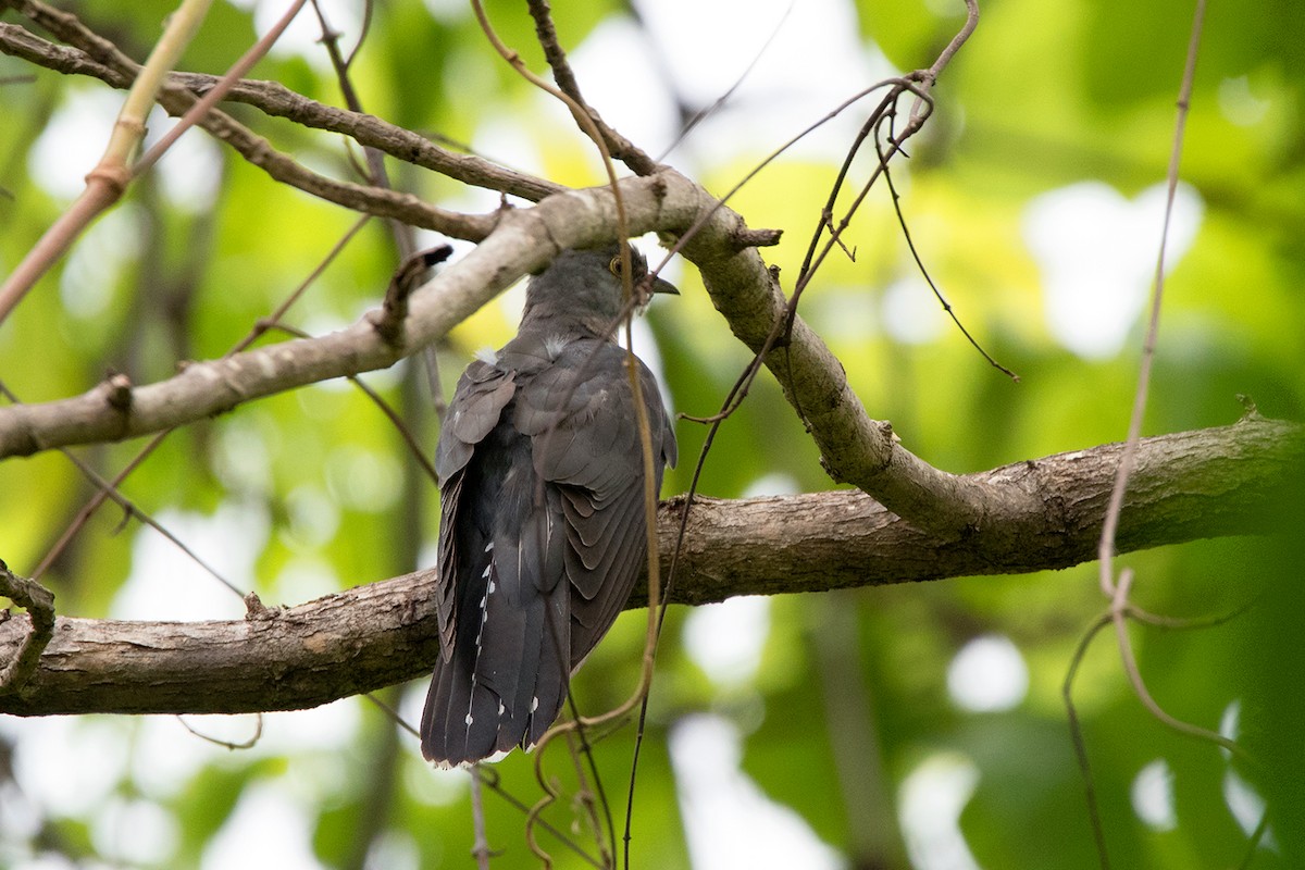 Lesser Cuckoo - Ayuwat Jearwattanakanok