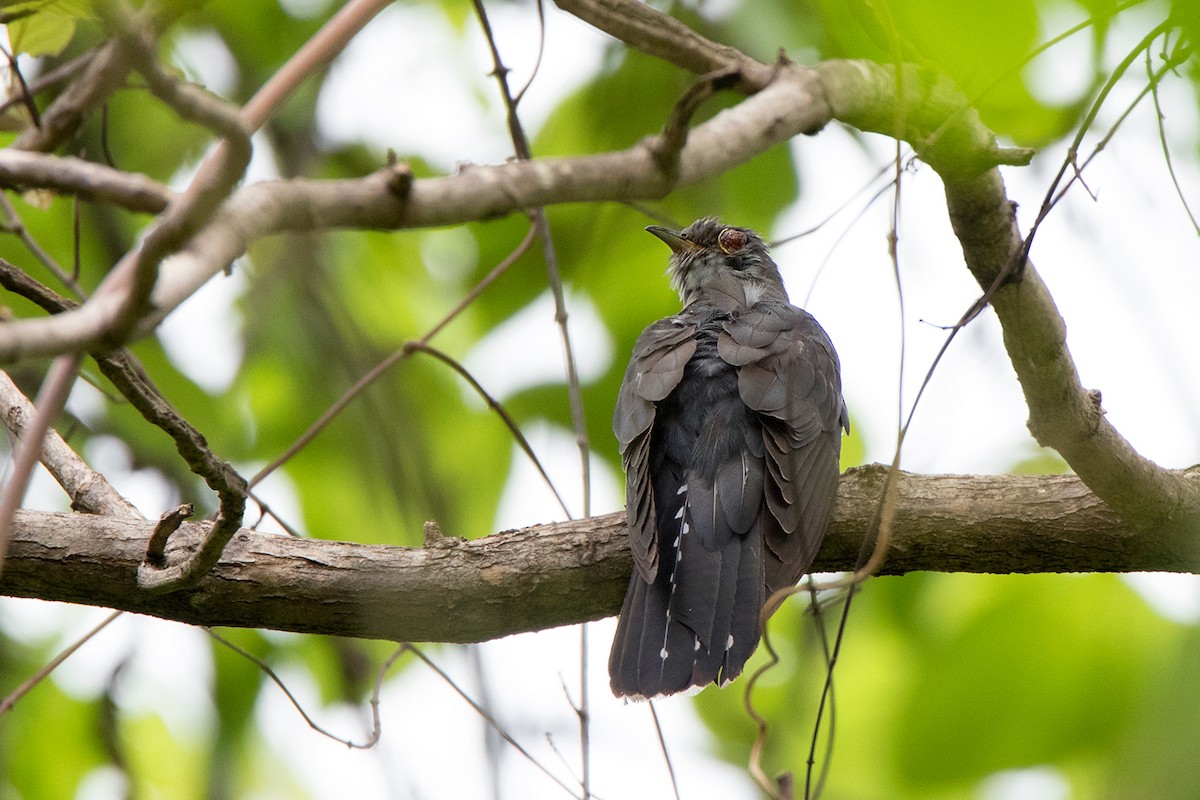 Lesser Cuckoo - ML234810891