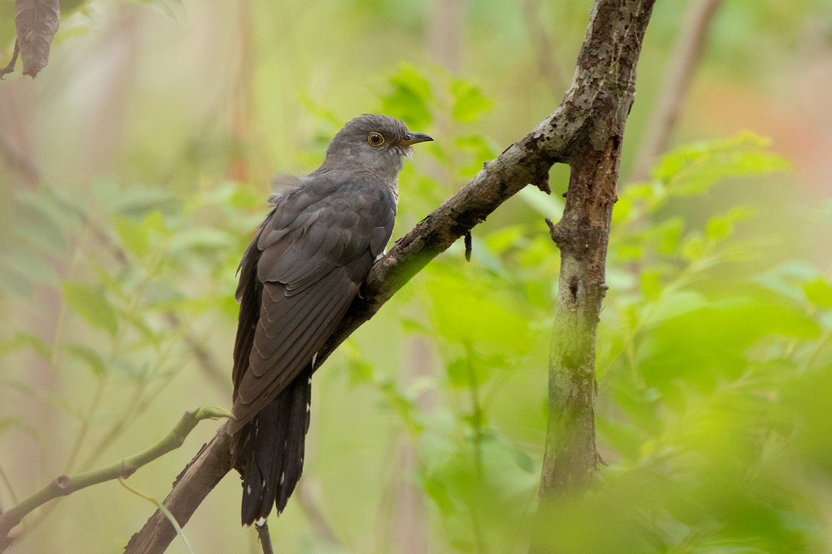 Lesser Cuckoo - ML234810911