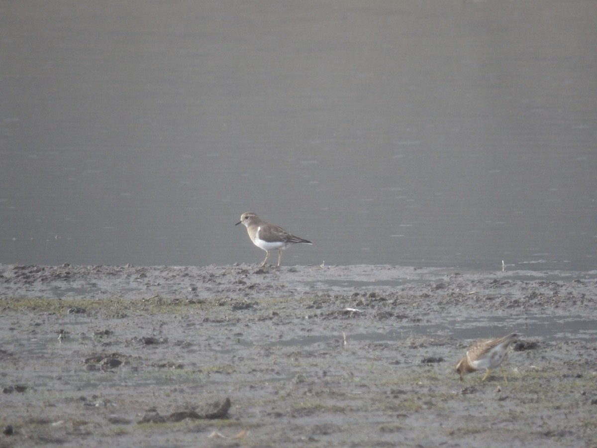 Rufous-chested Dotterel - ML234811561