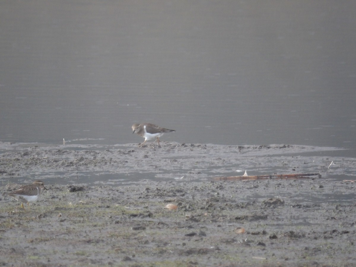 Rufous-chested Dotterel - ML234811571