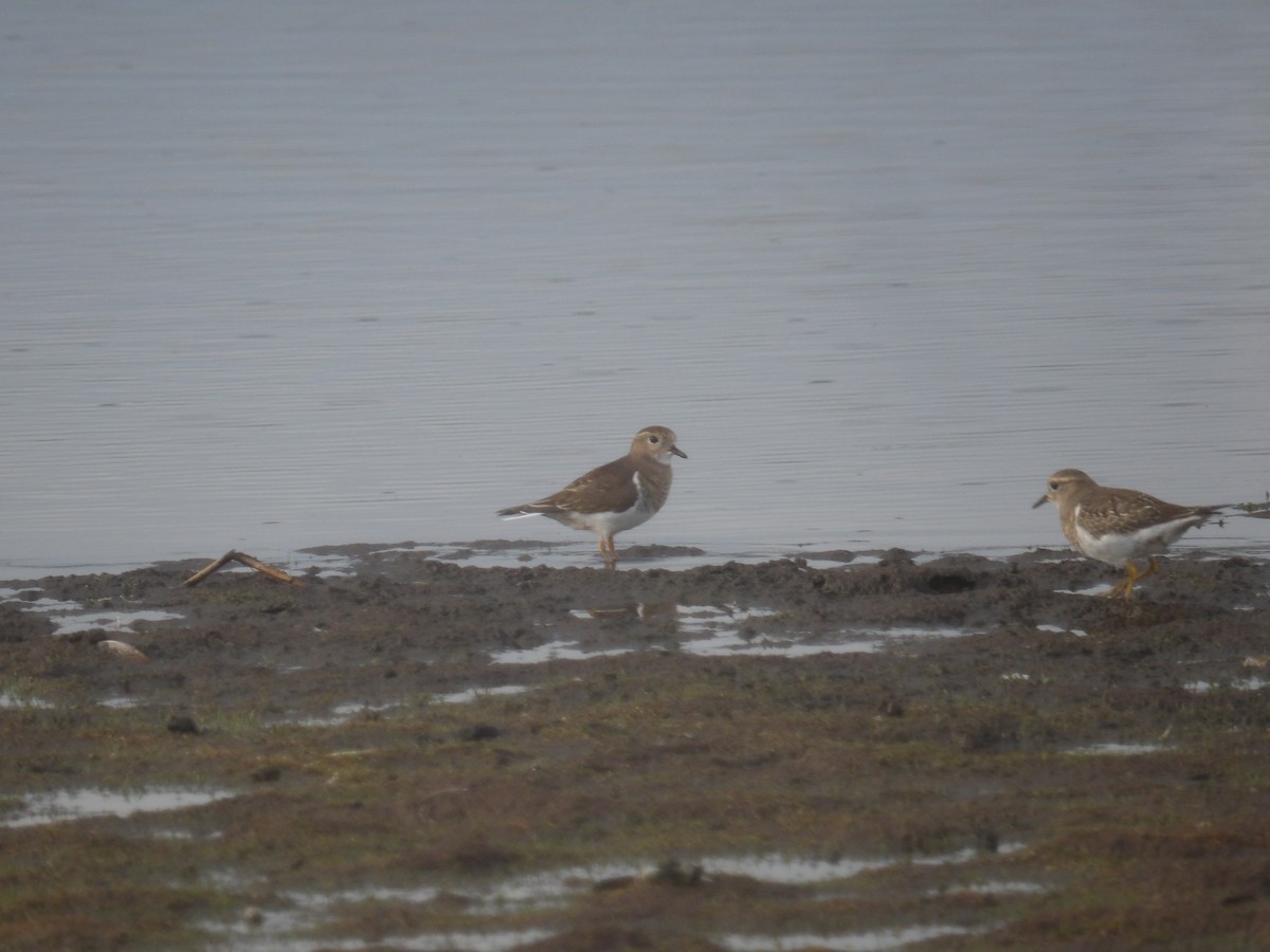 Rufous-chested Dotterel - ML234811591