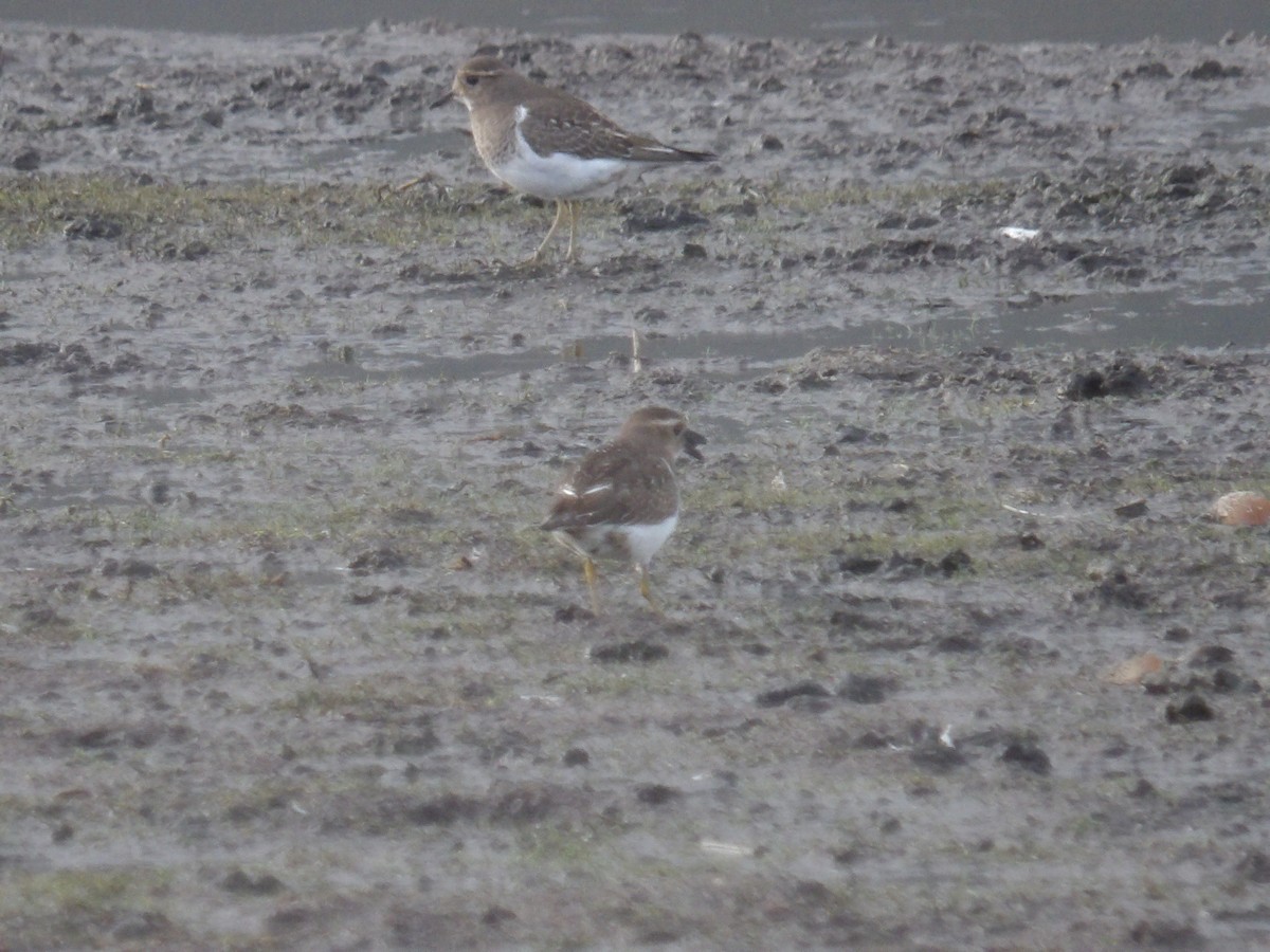 Rufous-chested Dotterel - ML234811631