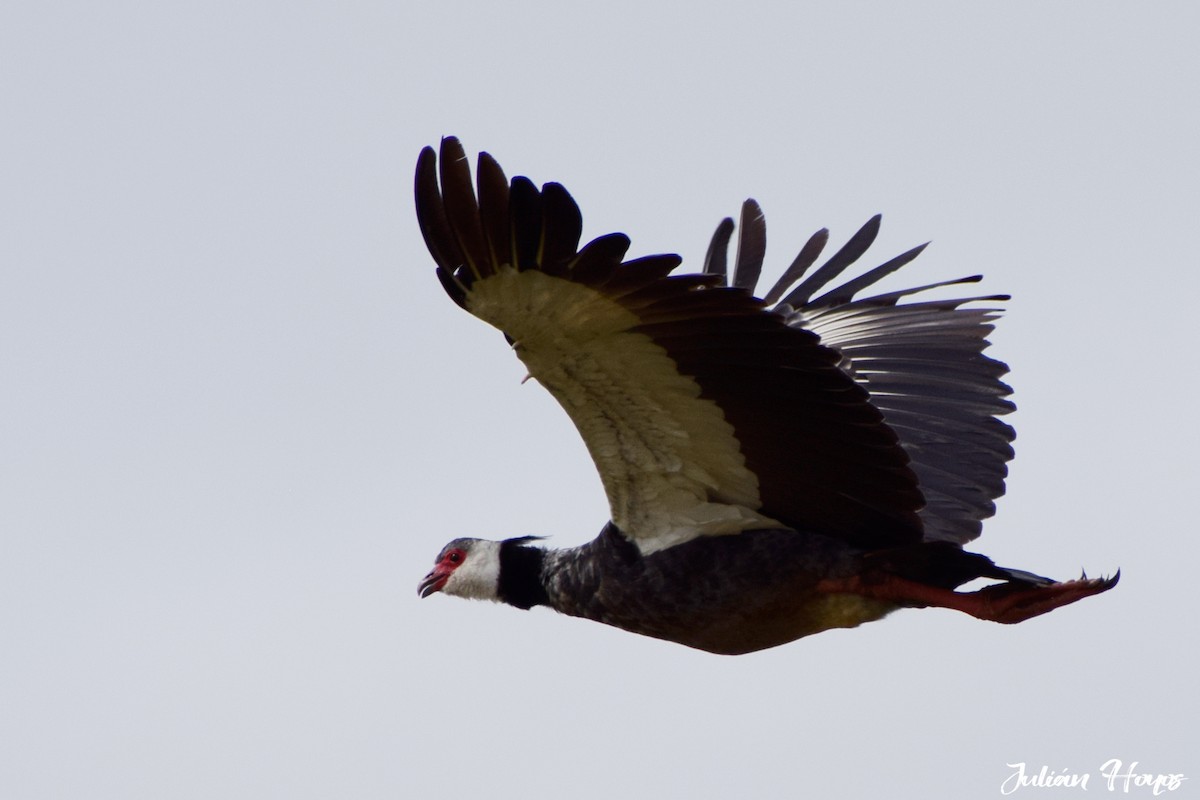 Weißwangen-Wehrvogel - ML234812141