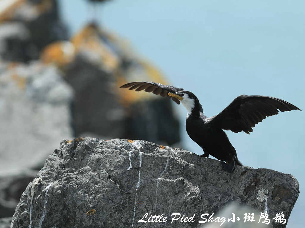 Little Pied Cormorant - Qiang Zeng