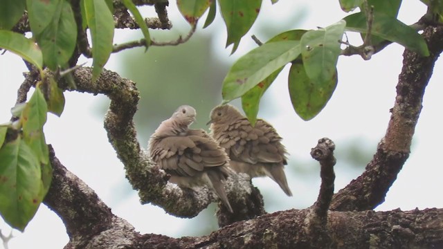 Plain-breasted Ground Dove - ML234814161