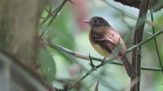 Tawny-chested Flycatcher - ML234815781