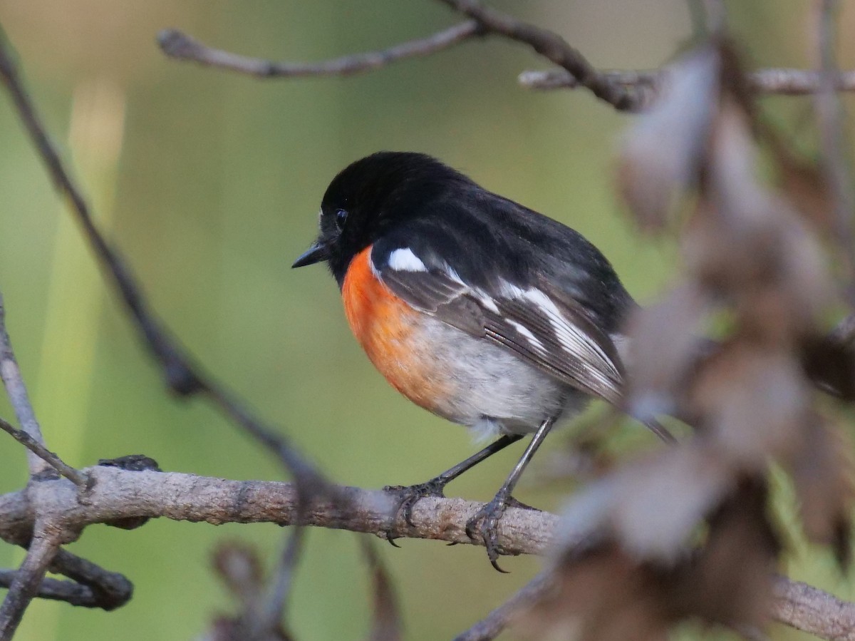 Scarlet Robin (Campbell's) - ML234815851