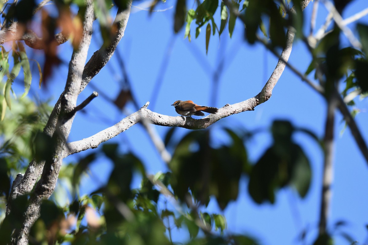 Australian Rufous Fantail - ML234817621