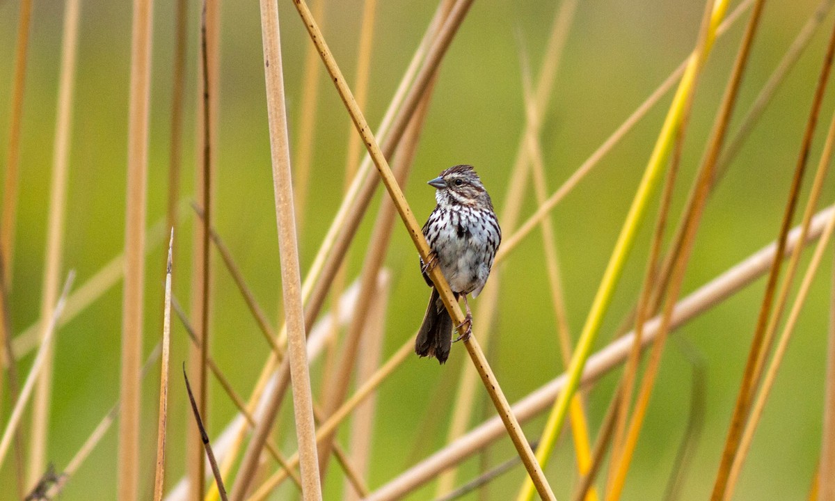 Song Sparrow (heermanni Group) - ML234817781