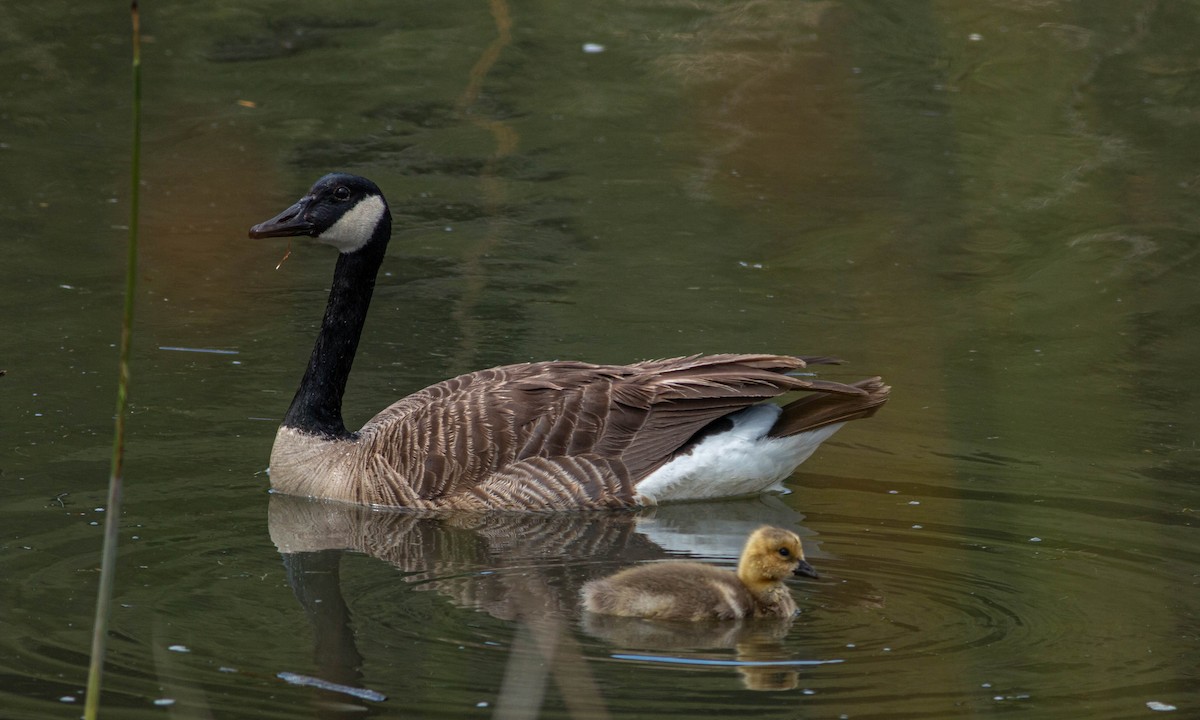 Canada Goose (moffitti/maxima) - ML234818211