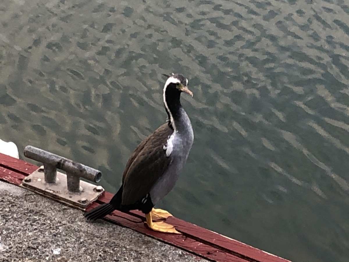 Spotted Shag - ML234818371