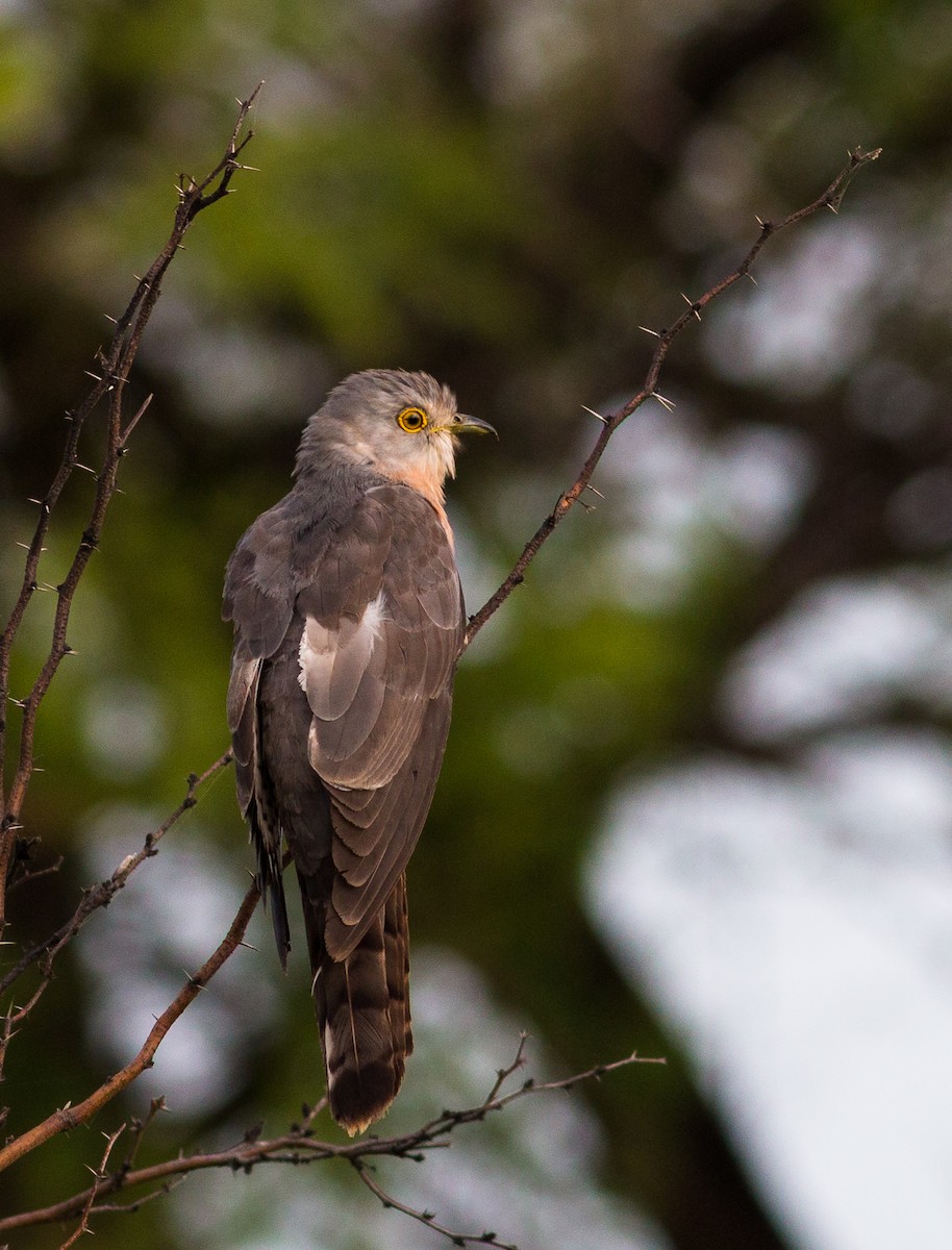 Common Hawk-Cuckoo - ML234820431