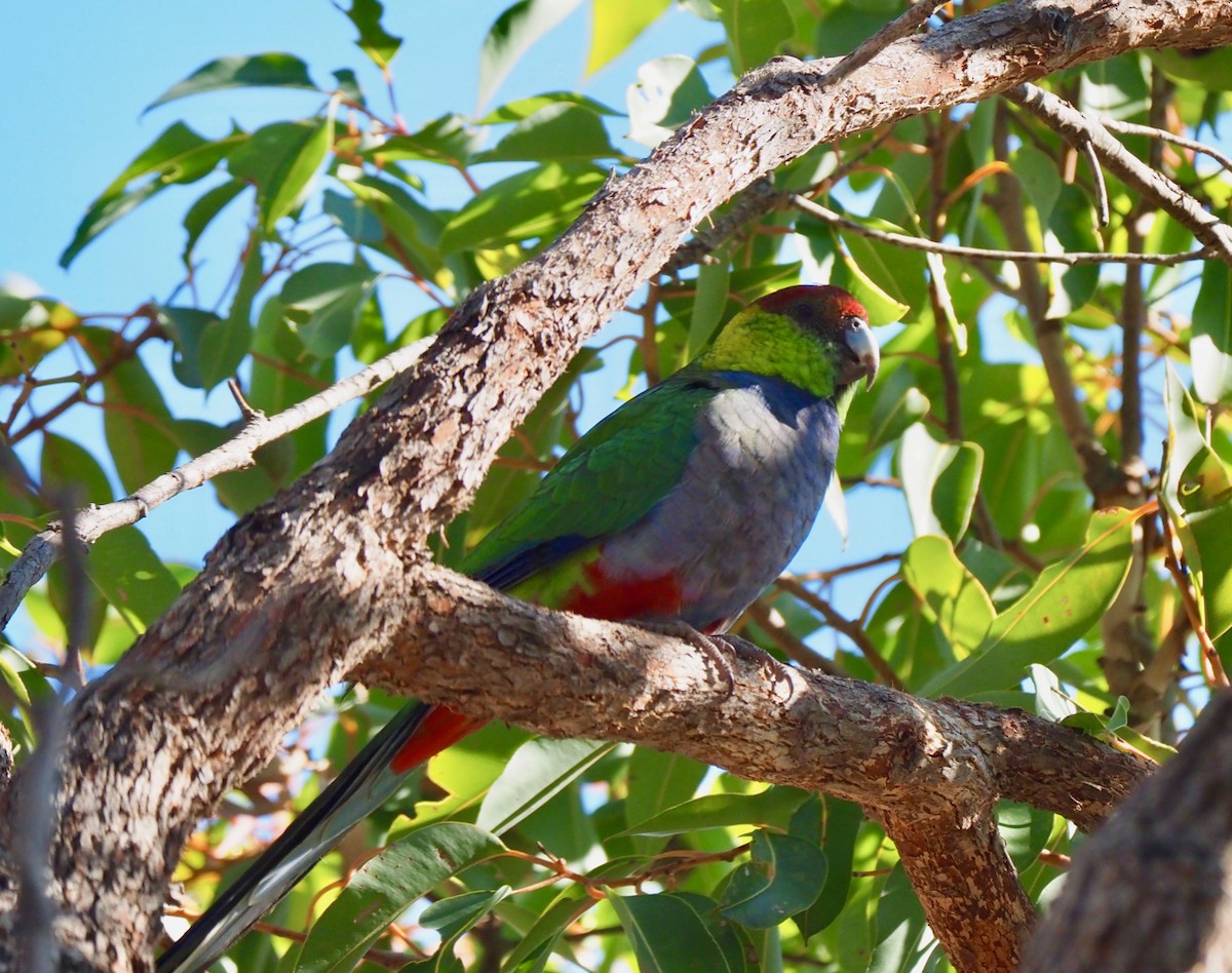 Red-capped Parrot - ML234821321