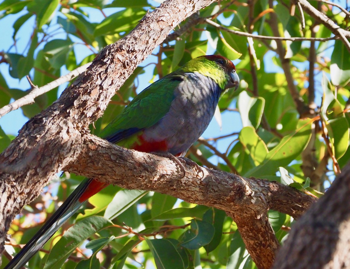 Red-capped Parrot - ML234821341