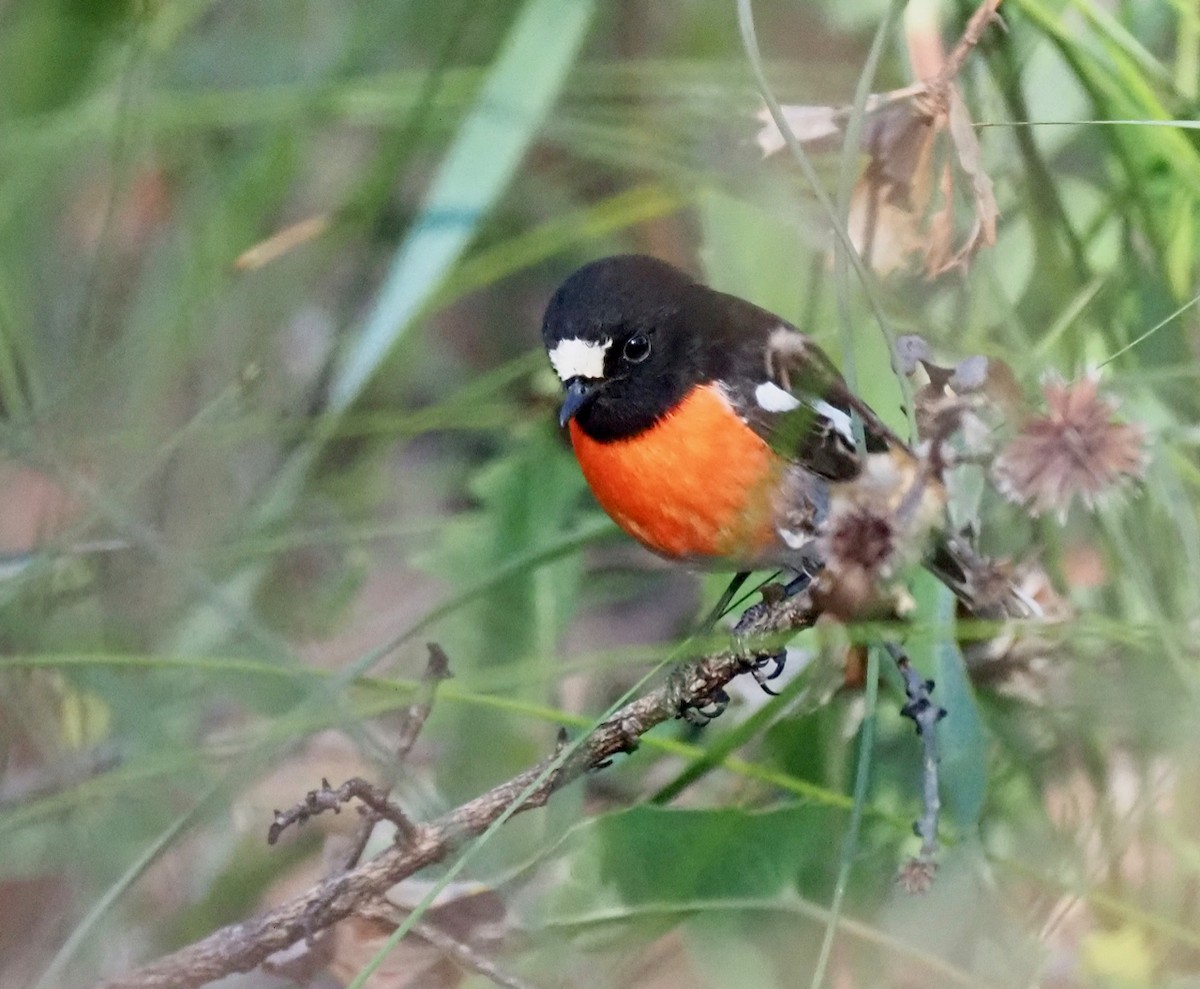 Scarlet Robin (Campbell's) - ML234821391