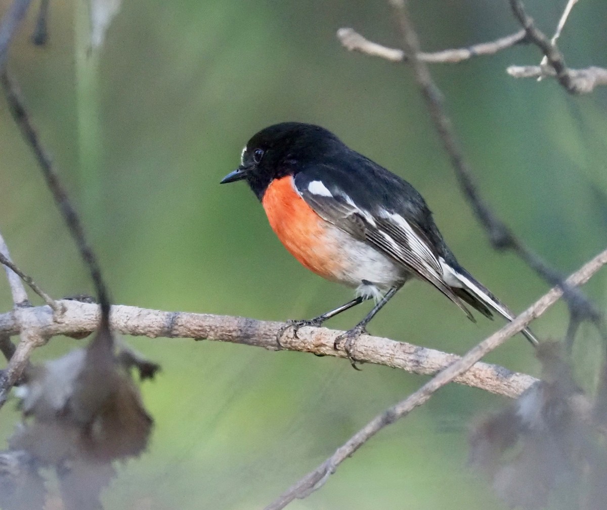 Scarlet Robin (Campbell's) - ML234821411