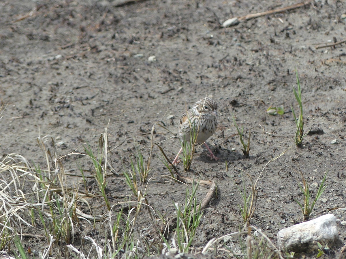 Vesper Sparrow - ML234821451