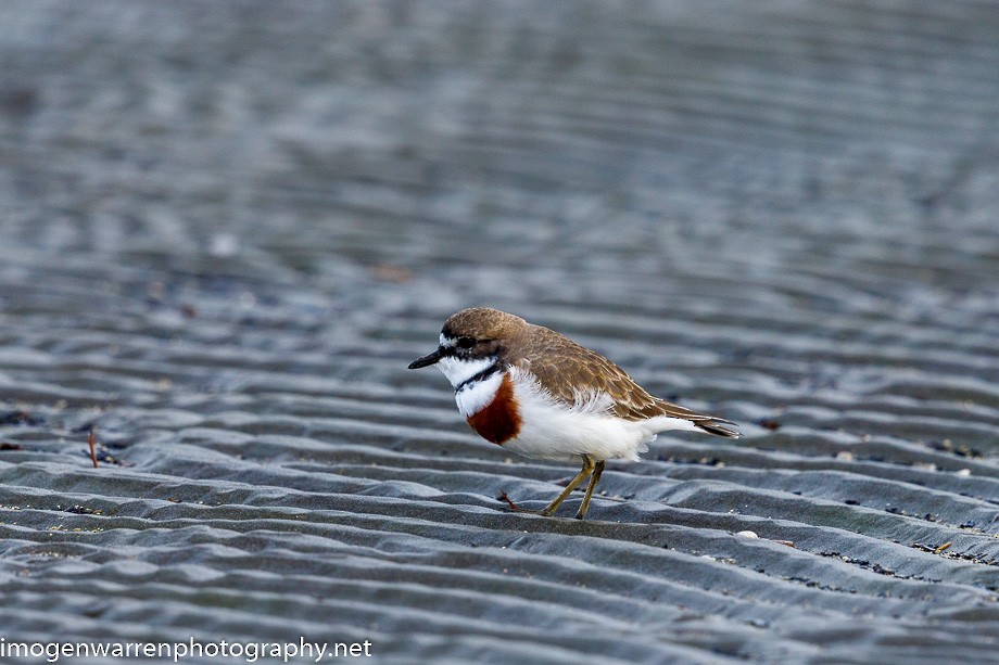 Double-banded Plover - ML234822881