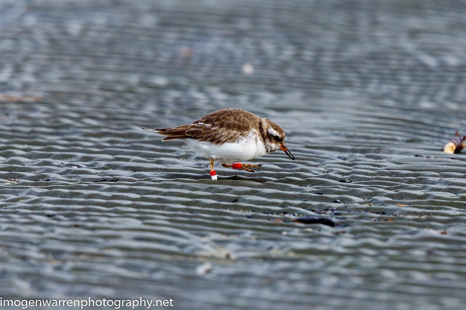 Shore Plover - Imogen Warren