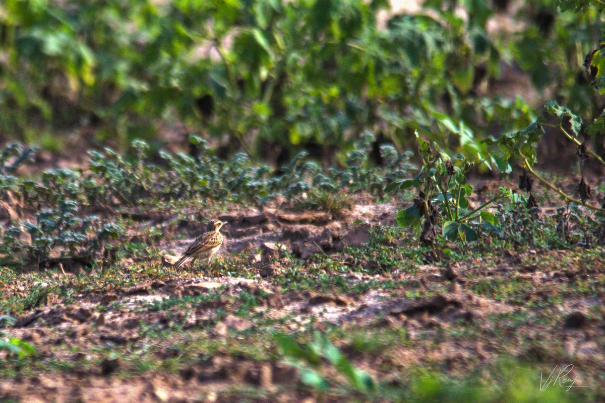 Paddyfield Pipit - Renjith V J