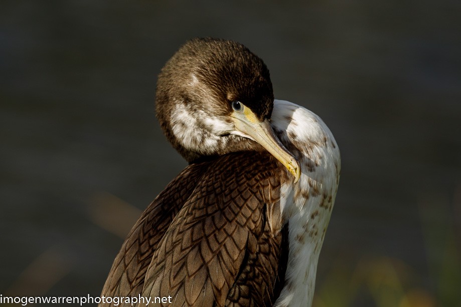 Pied Cormorant - Imogen Warren