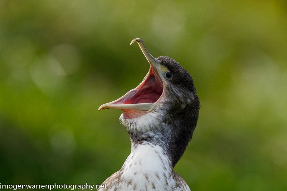 Pied Cormorant - Imogen Warren