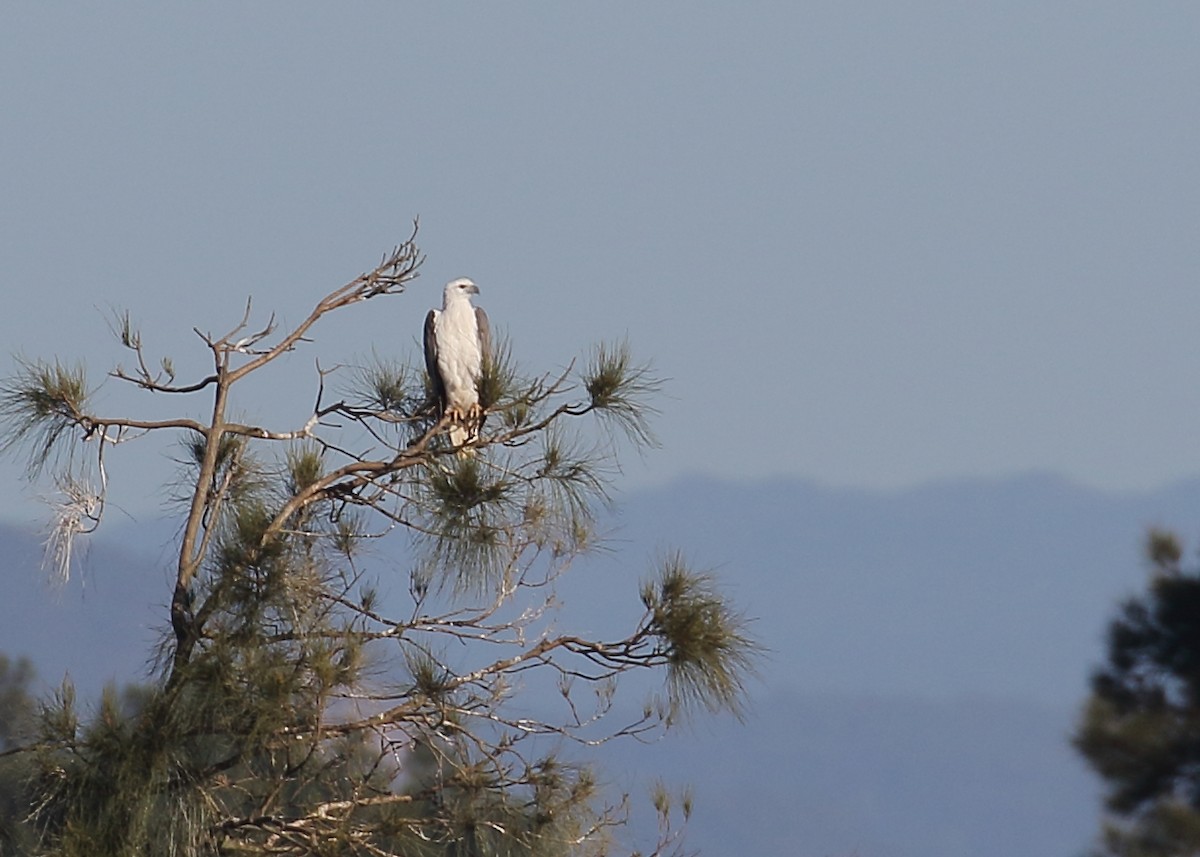 White-bellied Sea-Eagle - ML234824611