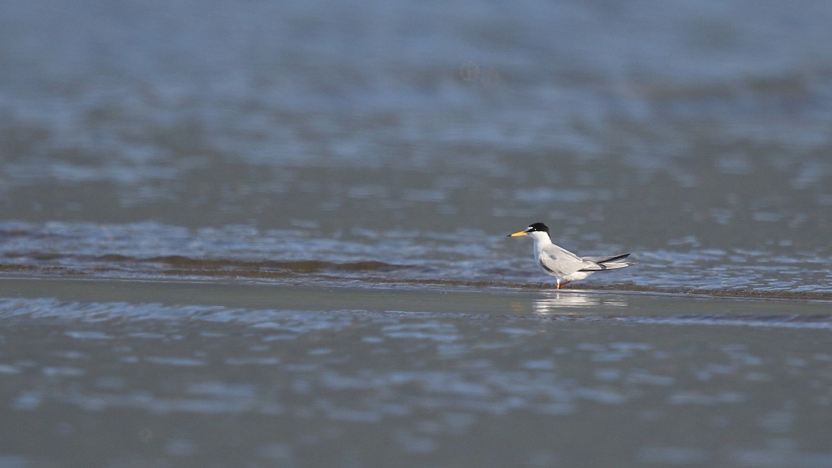 Little Tern - Tuncer Tozsin