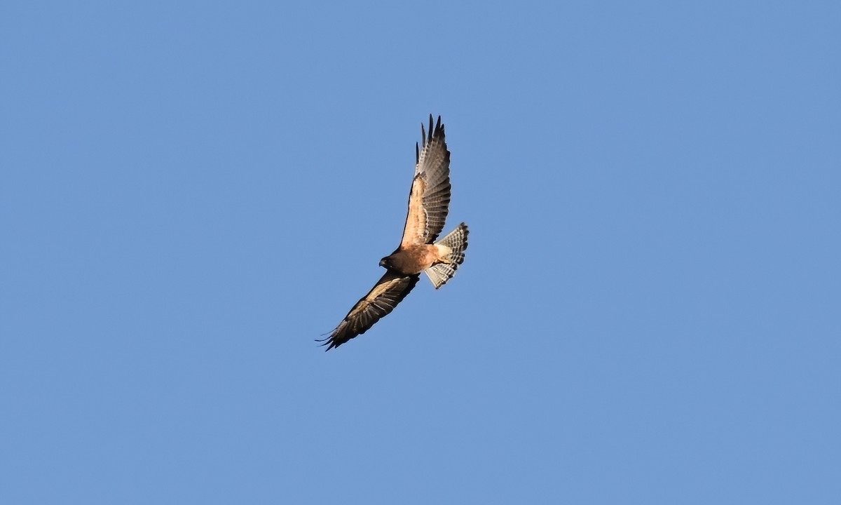 Swainson's Hawk - ML234829251