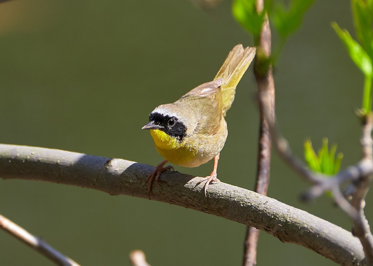 Common Yellowthroat - ML234830251