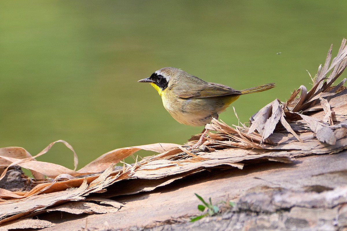 Common Yellowthroat - ML234830361