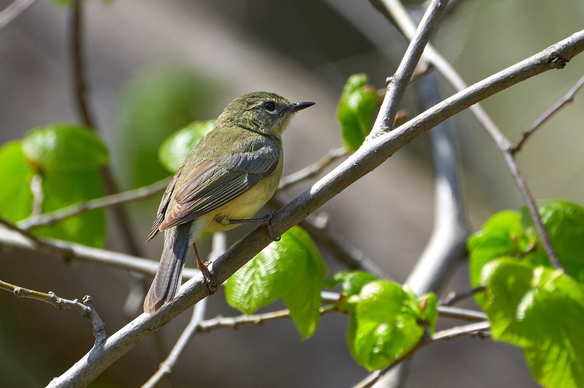 Black-throated Blue Warbler - ML234830661