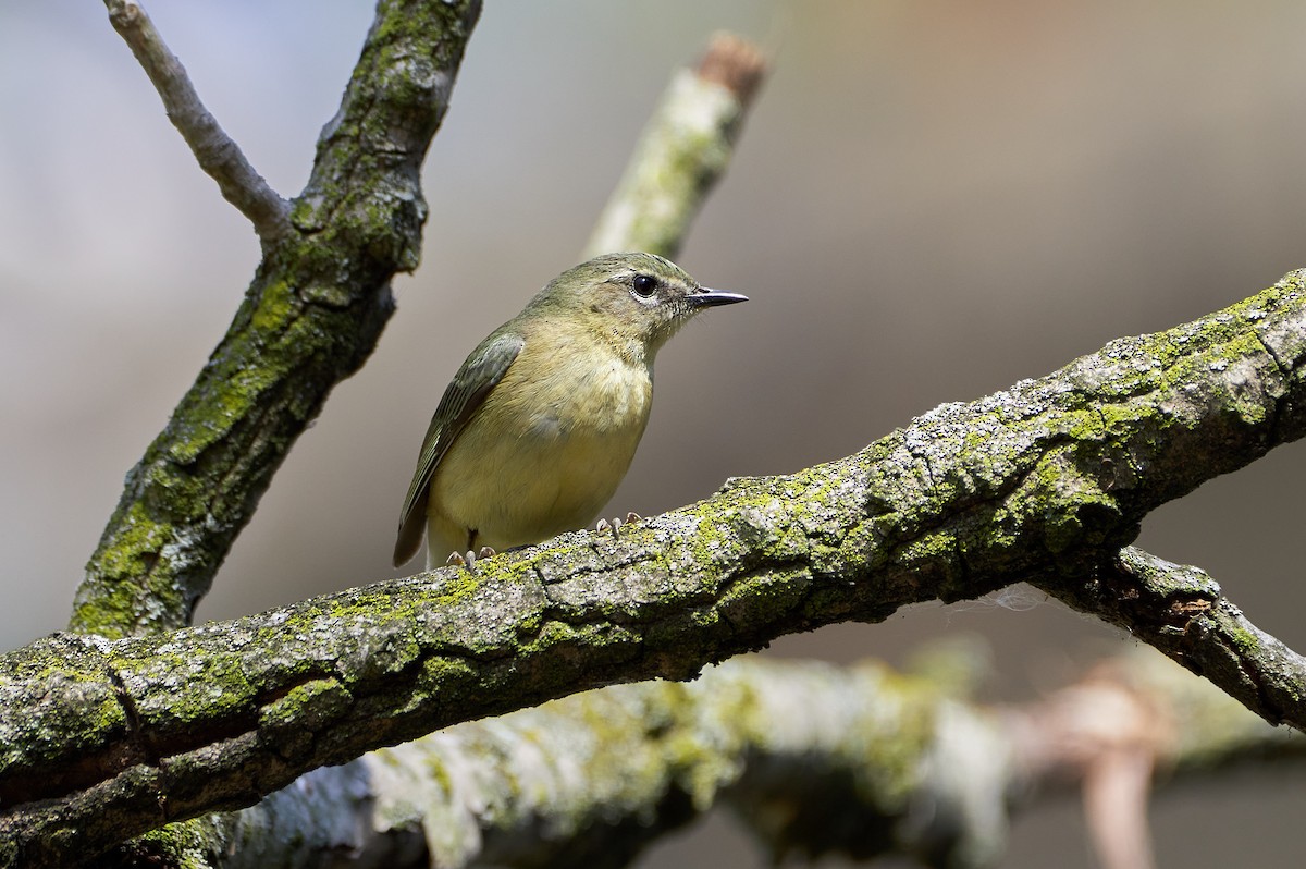 Black-throated Blue Warbler - ML234830681