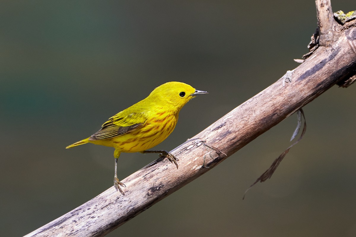 Yellow Warbler - Pam Linge