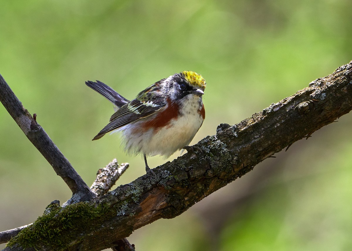 Chestnut-sided Warbler - Pam Linge