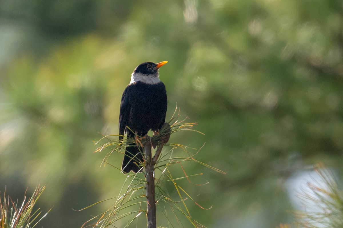 White-collared Blackbird - ML234831401