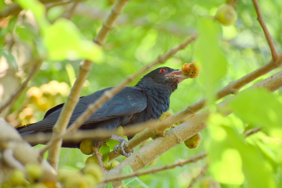 Asian Koel - Utsav Biswas