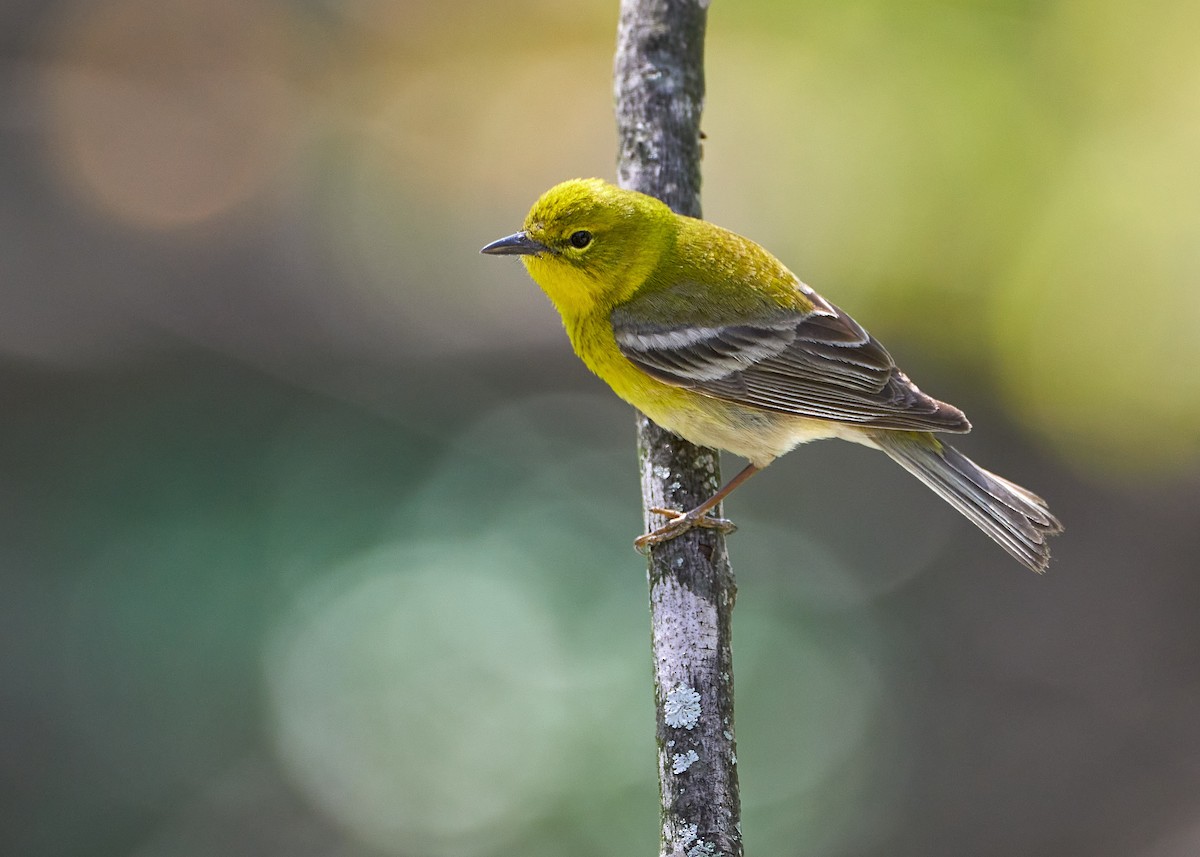 Pine Warbler - Pam Linge