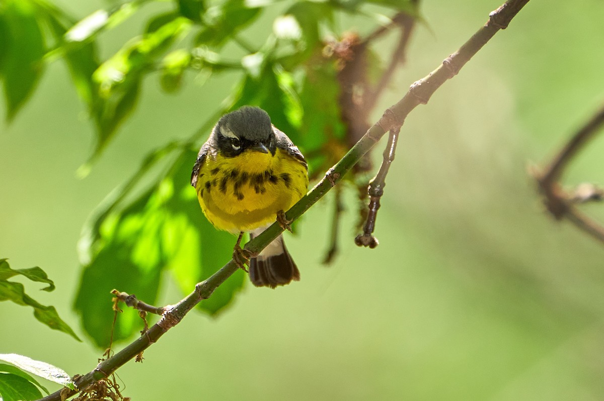 Magnolia Warbler - Pam Linge