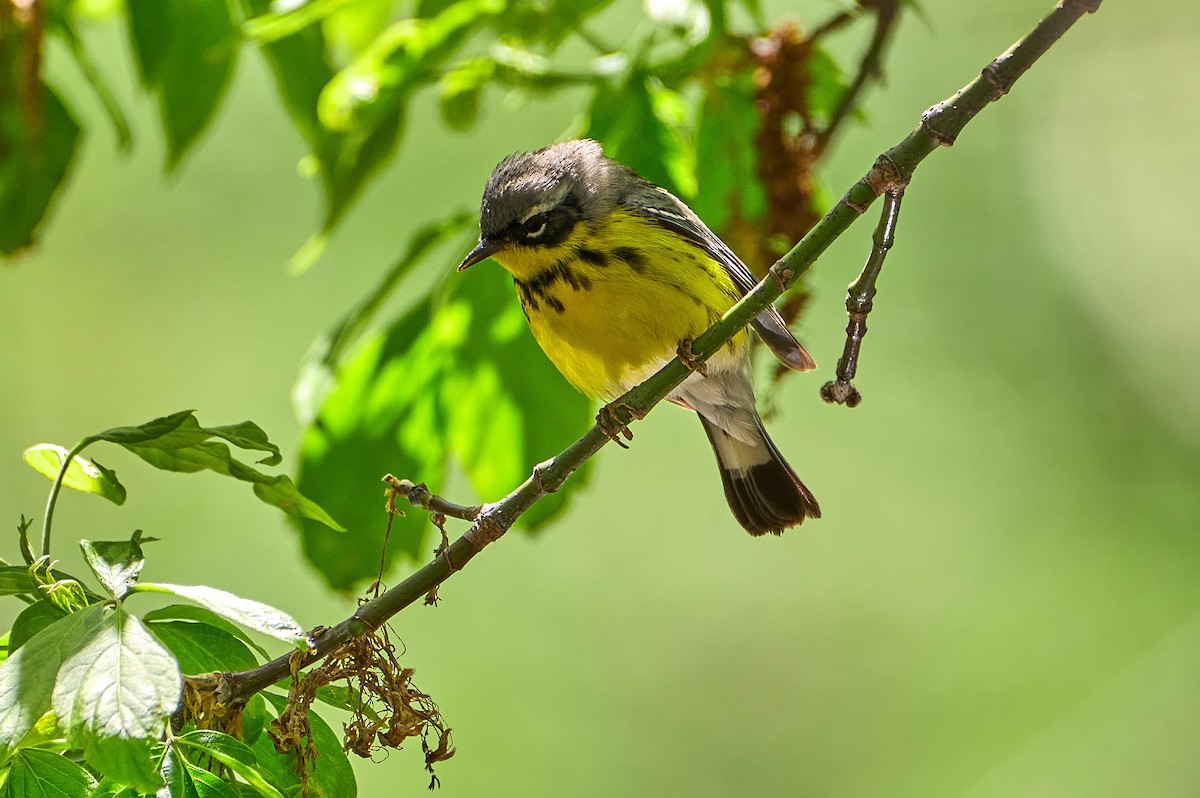 Magnolia Warbler - Pam Linge