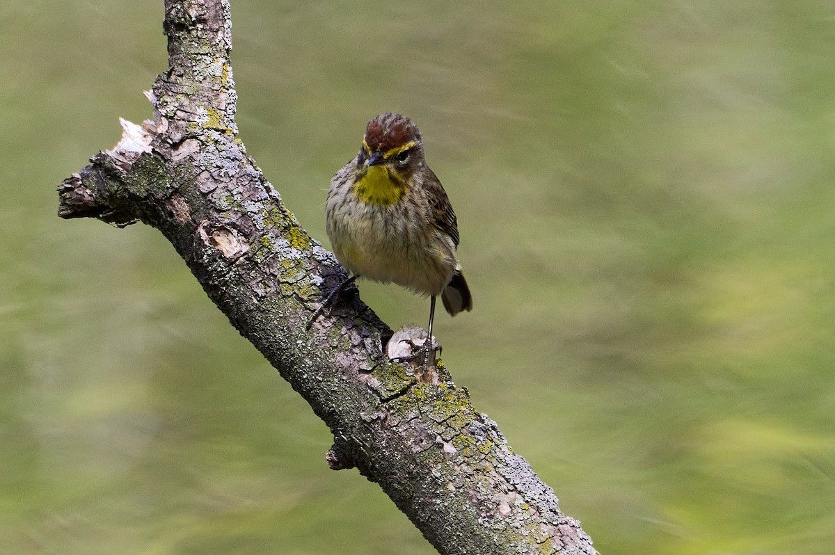 Palm Warbler - Pam Linge