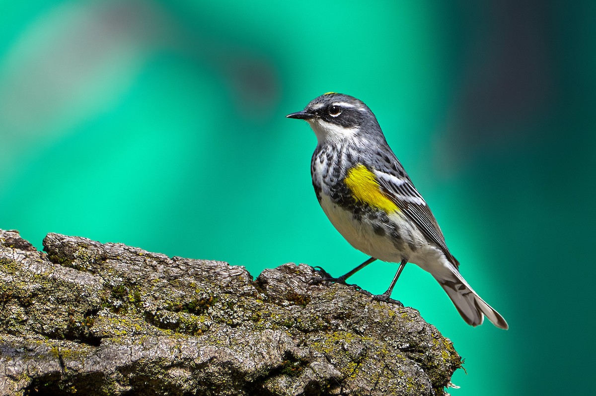 Yellow-rumped Warbler - Pam Linge