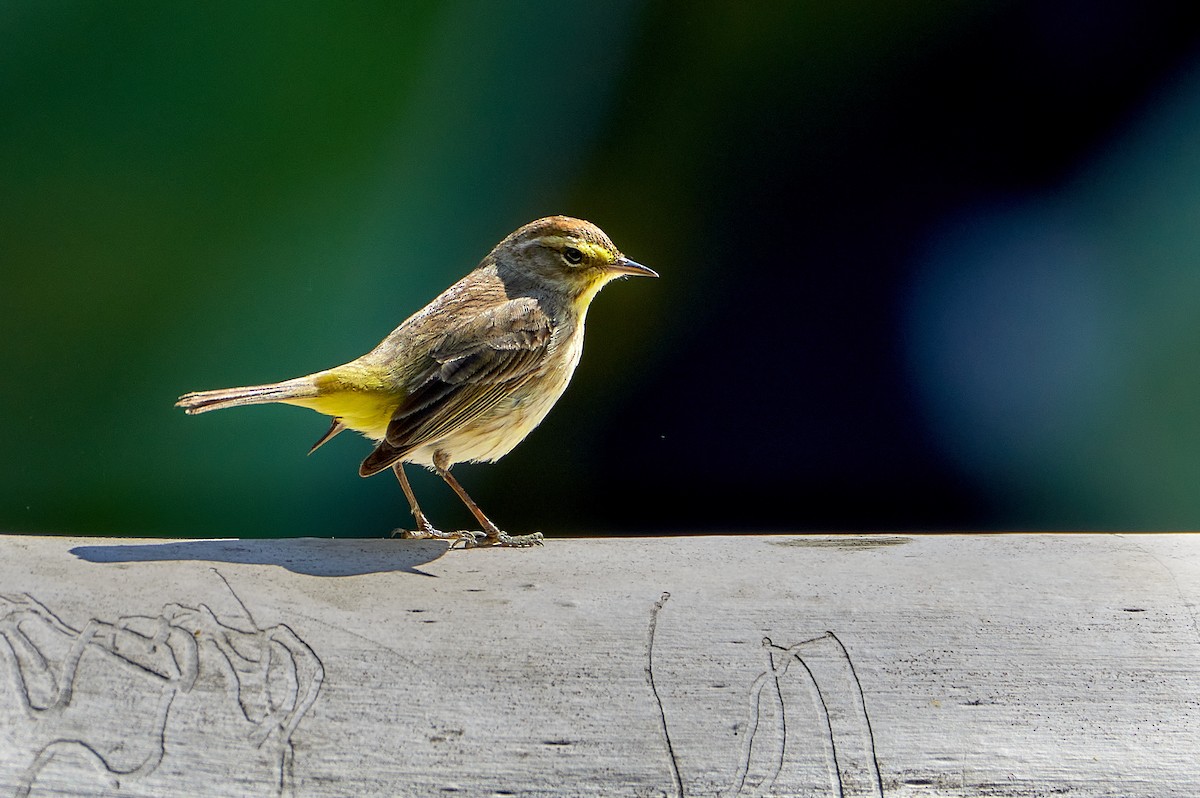 Palm Warbler - Pam Linge