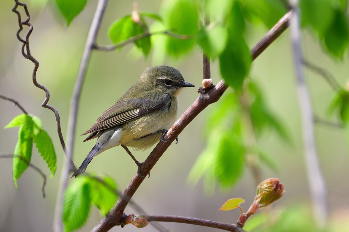 Black-throated Blue Warbler - Pam Linge