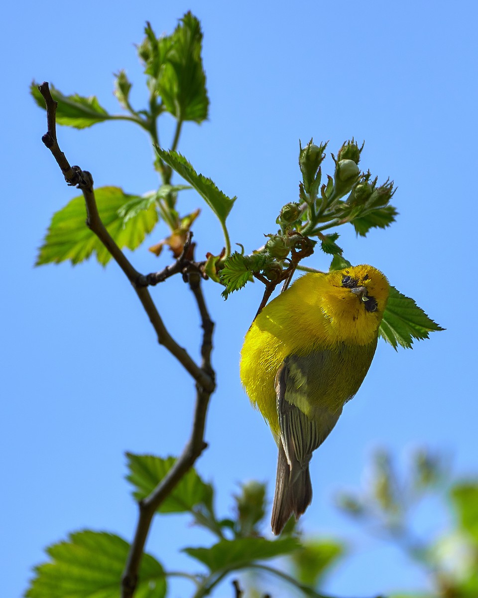 Blue-winged Warbler - Pam Linge