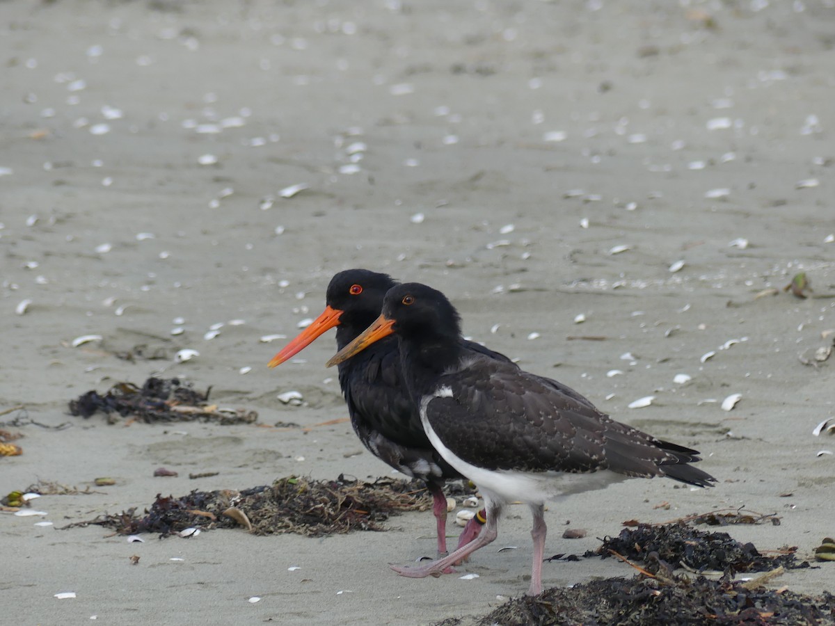 Variable Oystercatcher - Sue Courtney