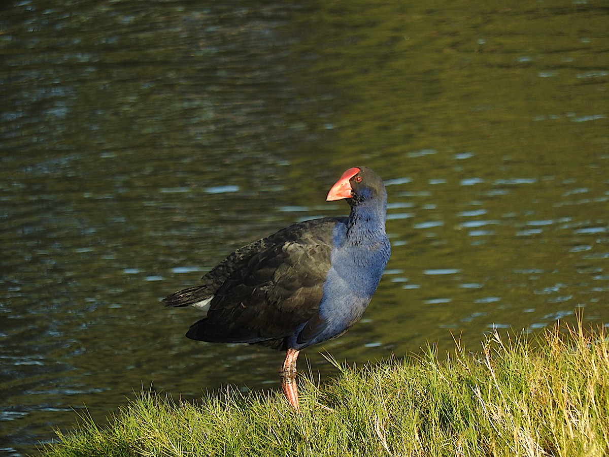 Australasian Swamphen - George Vaughan